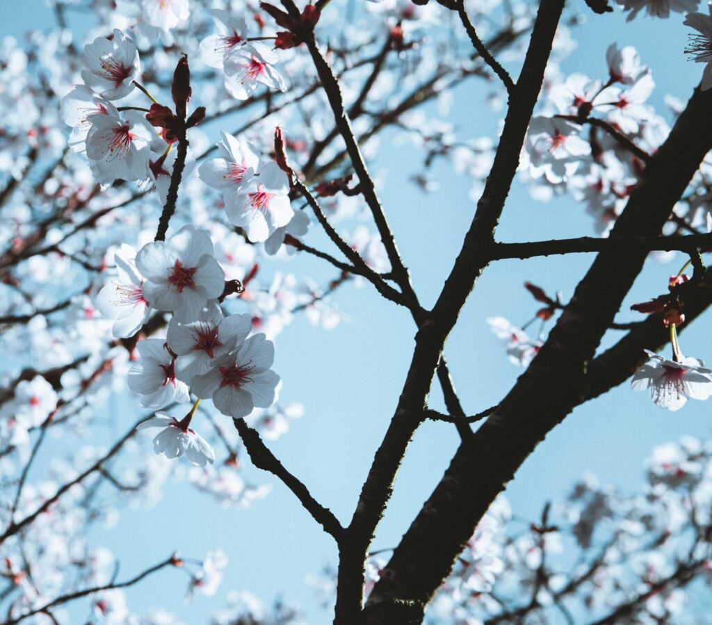 SEC Approves Trading of Ether ETF Options